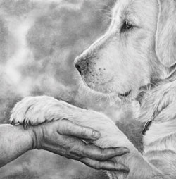 Charcoal & Pencil Artist Becky Gouverneur 