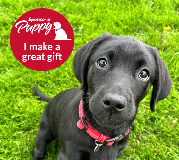 Sponsor Winnie Sponsor a puppy