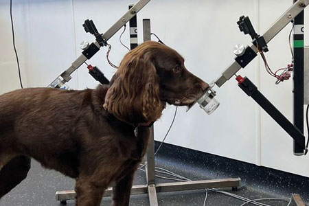 Colorectal detection dog