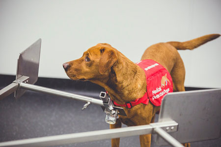 Prostate detection dog